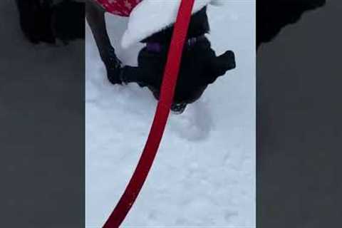 Dog Eats Snow #shorts