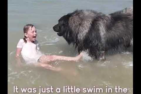 Amazing Dog Rescues a Girl in the Ocean!! ???