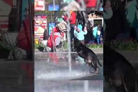 Hilarious Dog Vs. Water Fountain! ⛲️??