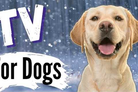 TV for Dogs | Dog's Playing in the Rain | Videos For Dogs To Watch | With Narration