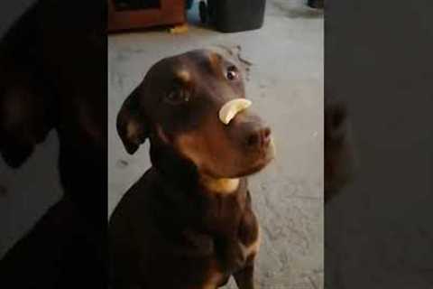 Dog Catches Treat Off Nose #shorts