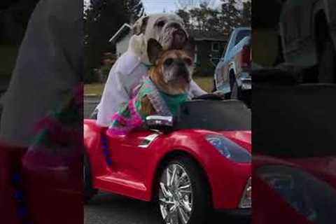 Adorable Dogs Drive to a #MardiGras Parade! ??✨