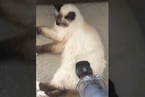 Cat Gets Vacuumed #shorts