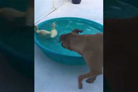 Dog Plays With Ducks #shorts