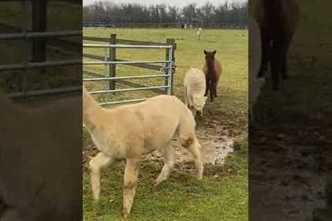 Alpacas Adorably Jump Over Puddle! ???