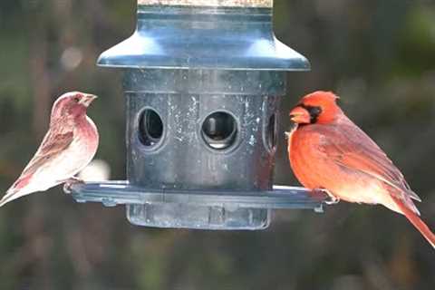 10 hour hanging feeder - March 3, 2022