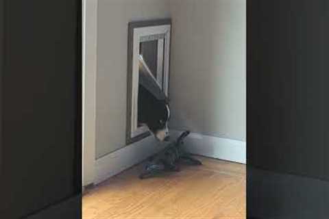 Dog Reaches For Toy Through Dog Door #shorts