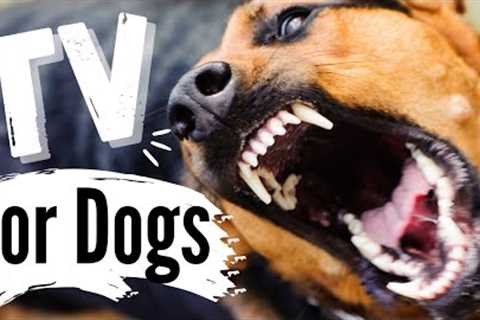 TV for Dogs | Fun Entertainment for Dogs | Powerful Dogs ? | With Narration