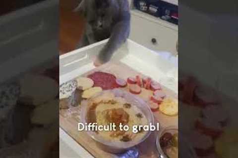 Hilarious Cat Struggles to Steal Food from Plate!