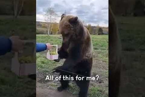 Hilarious Bear Graciously Accepts Fruit Basket!