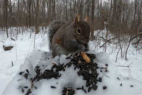 Sunday Morning Brunch for Birds and Squirrels - 10 Hours - Mar 6, 2022