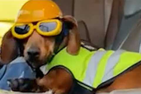 Dog Works In Construction | Funny Pet Videos