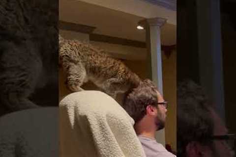 Adorable Cat Uses Pet Parent as Scratch Post!