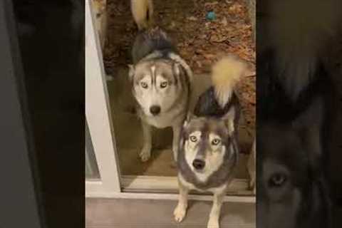 Cute Huskies Are Incredibly Organized!