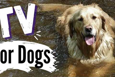 TV for Dogs | Dog's Playing In Water ? | With Narration