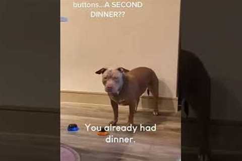 Hilarious Dog Begs for Another Dinner!