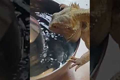 Lizard Drinks Water From Fountain #shorts