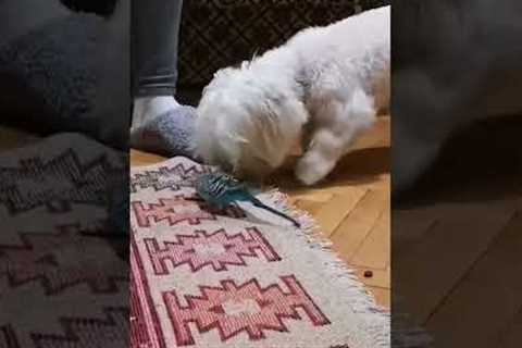 Bird Tries To Steal Dog's Food #shorts