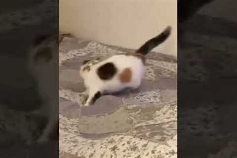 Cat Spins Around Really Fast #shorts