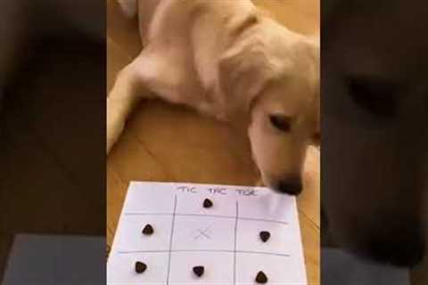 Clever Pup Wins at Tic Tac Toe!