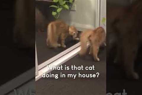 Funny Cat Freaks Out After Seeing Reflection!