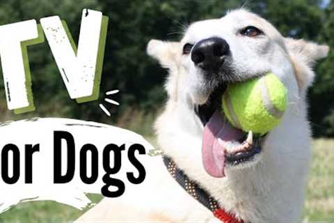 TV for Dogs | Dog's Chasing Balls ? | Fun Entertainment for Dogs | With Narration