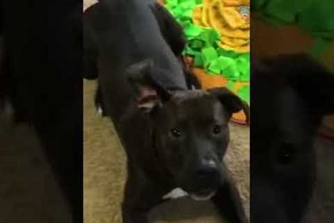 Dog Hilariously Responds To Magic Spells From Renowned Fictional Film