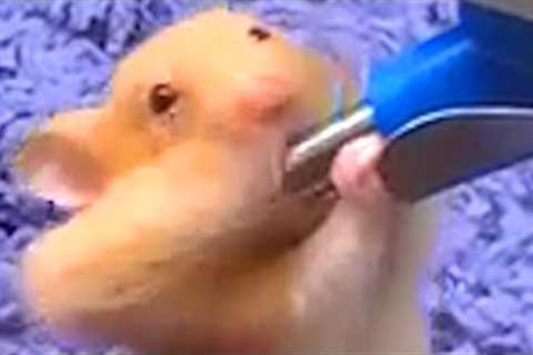 This Hamster Knows How To Do It | Funny Pet Videos