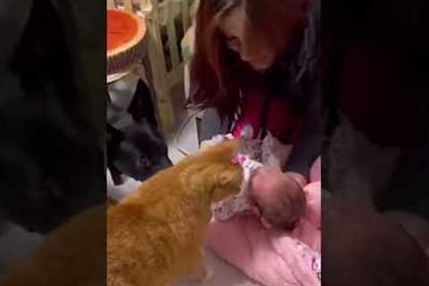 Curious Puppy & Cat Meet Newborn Baby for First Time! ???