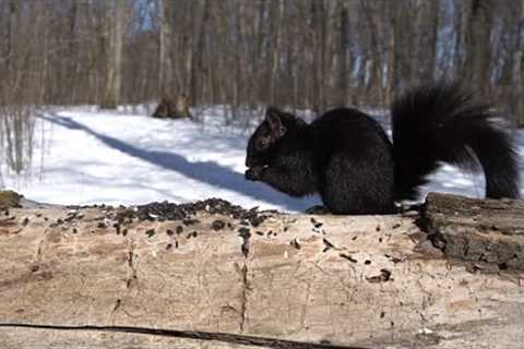 Black Squirrels in the Forest - 10 Hours - March 13, 2022