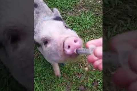 Giving Pig Milk Medicine #shorts