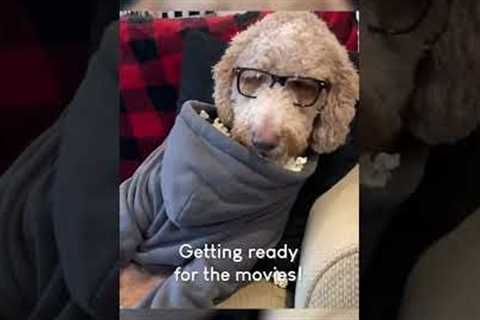 Amazing Dog Has Perfect Popcorn Hack!