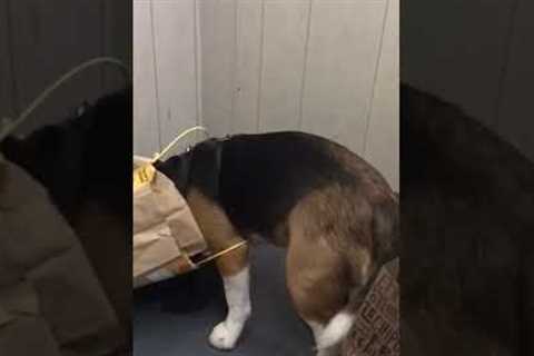 Dog Gets Head Stuck In Bag #shorts