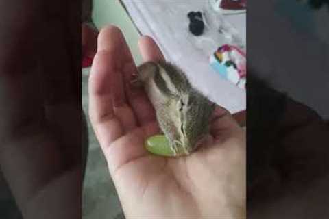 Small Baby Squirrel Eats Grape #shorts