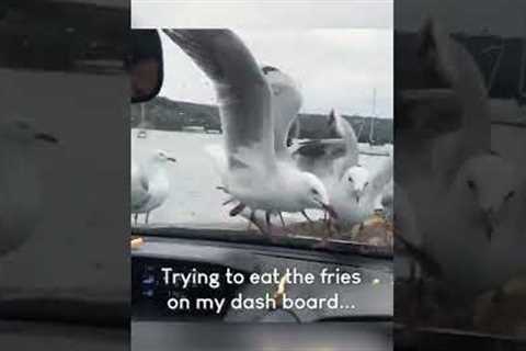 Funny Seagulls Struggle to Eat French Fries!