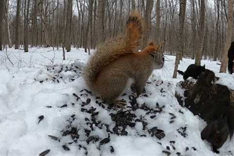 10 hour - Squirrels in Action - March 16, 2022