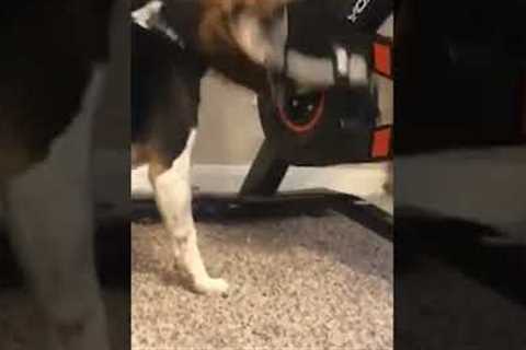 Beagle Spins Along With Stationary Bike #shorts