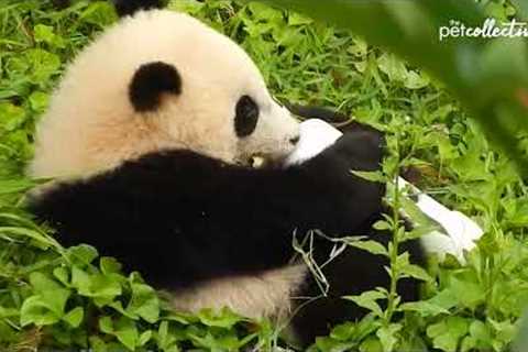 Playful Panda Cub Takes A Tumble #Shorts