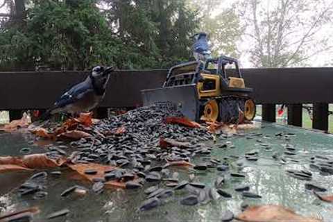 Jays and Squirrels on the back deck - March 17, 2022