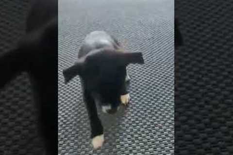 Puppy Does Tricks For Treats #shorts