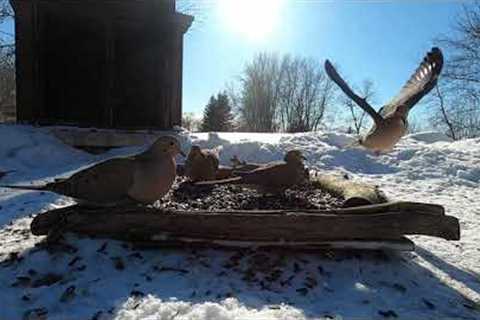 Ground Feeder for birds - March 18, 2022