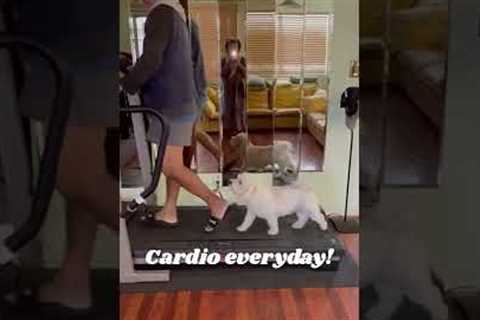 Hilarious Dog Runs on Treadmill with Parent!