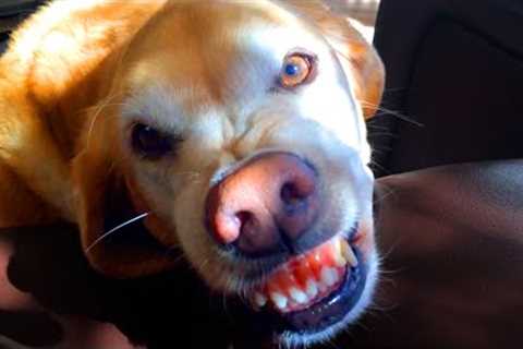 This Is How This Dog Smiles | Funny Pet Videos