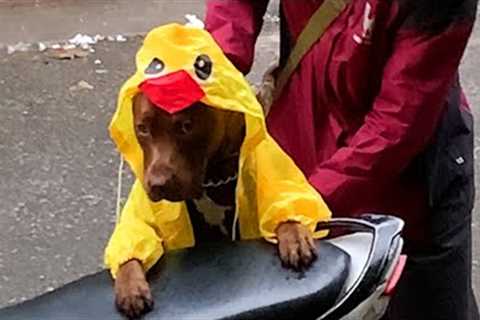 My Cutest Dog Wears a Raincoat to Keep His Fur Dry - Funniest Dog Ever!!