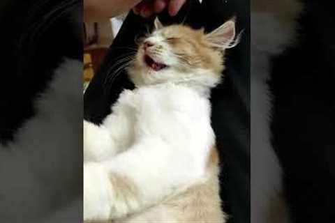 Kitten Is Massaged To Sleep #shorts