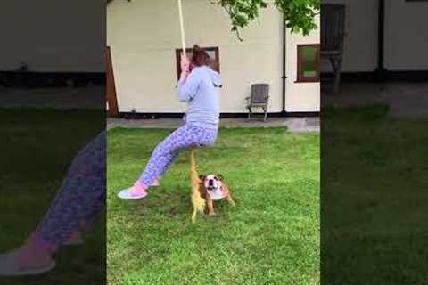 Funny Dog Plays on Swing!