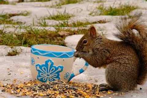 Backyard Chickadees & Squirrels - March 21, 2022