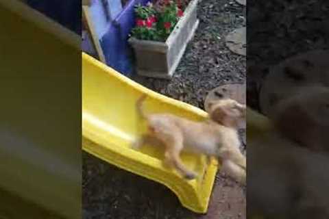 Two Golden Retrievers Go On Slide #shorts