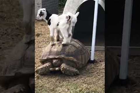 Cute Baby Goats Take Ride on Turtle!