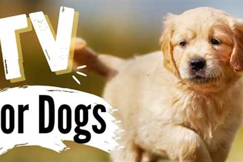 TV for Dogs | Golden Retriever PUPPIES | Fun Entertainment for Dogs | With Narration